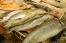 センギョ3